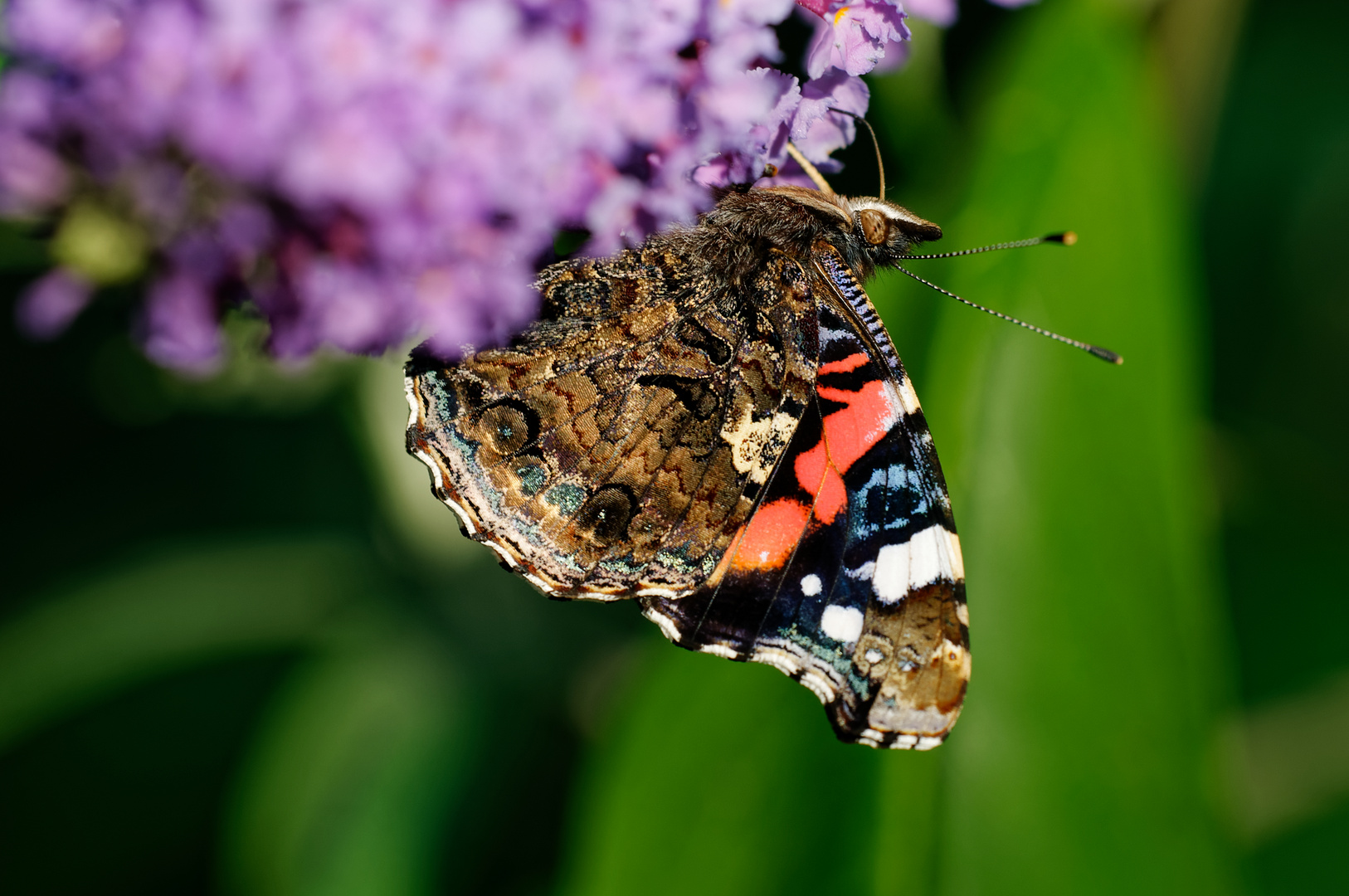 Admiral (Vanessa Atalanta)