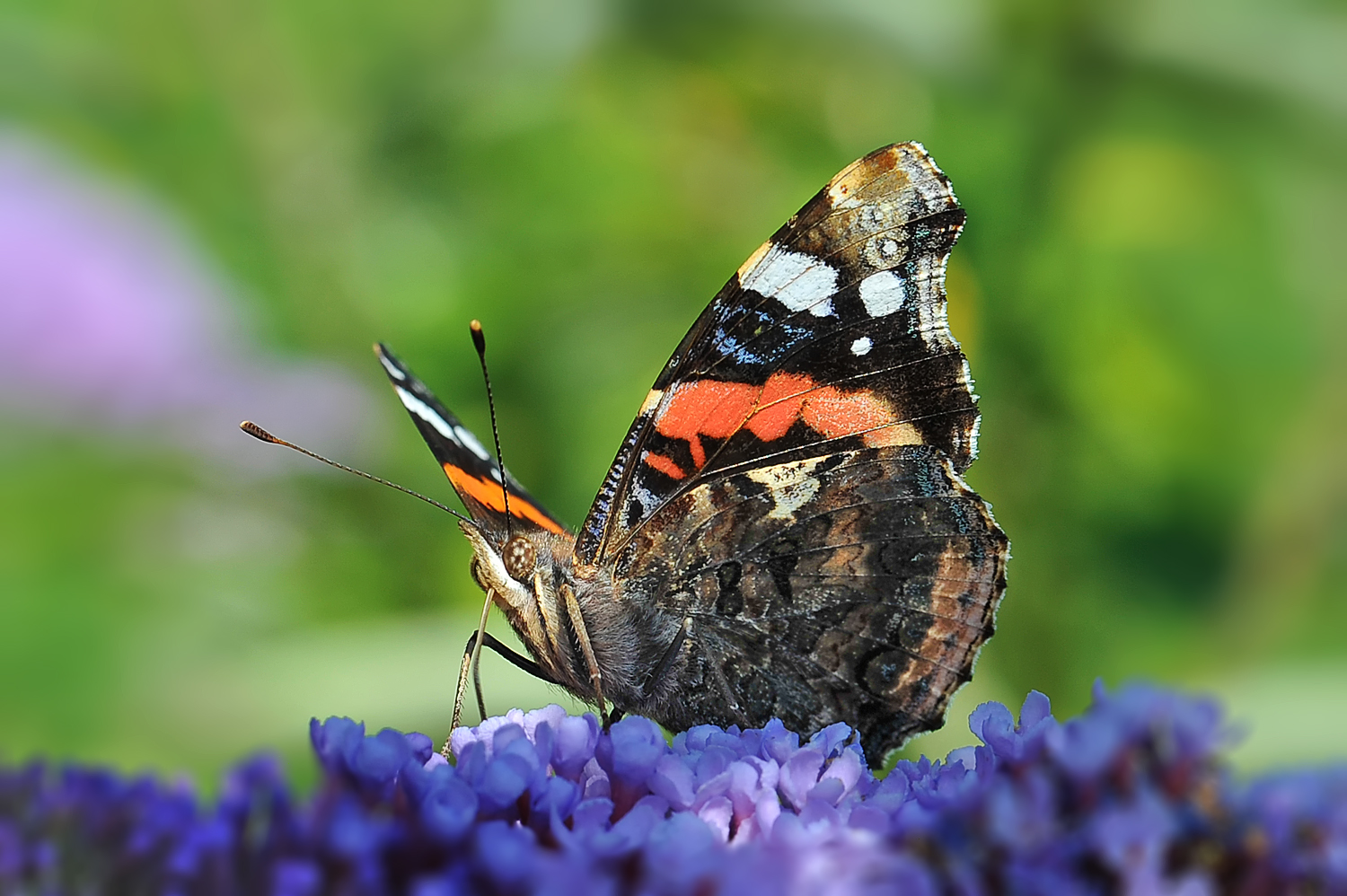 Admiral (Vanessa atalanta)