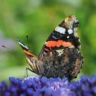 Admiral (Vanessa atalanta)