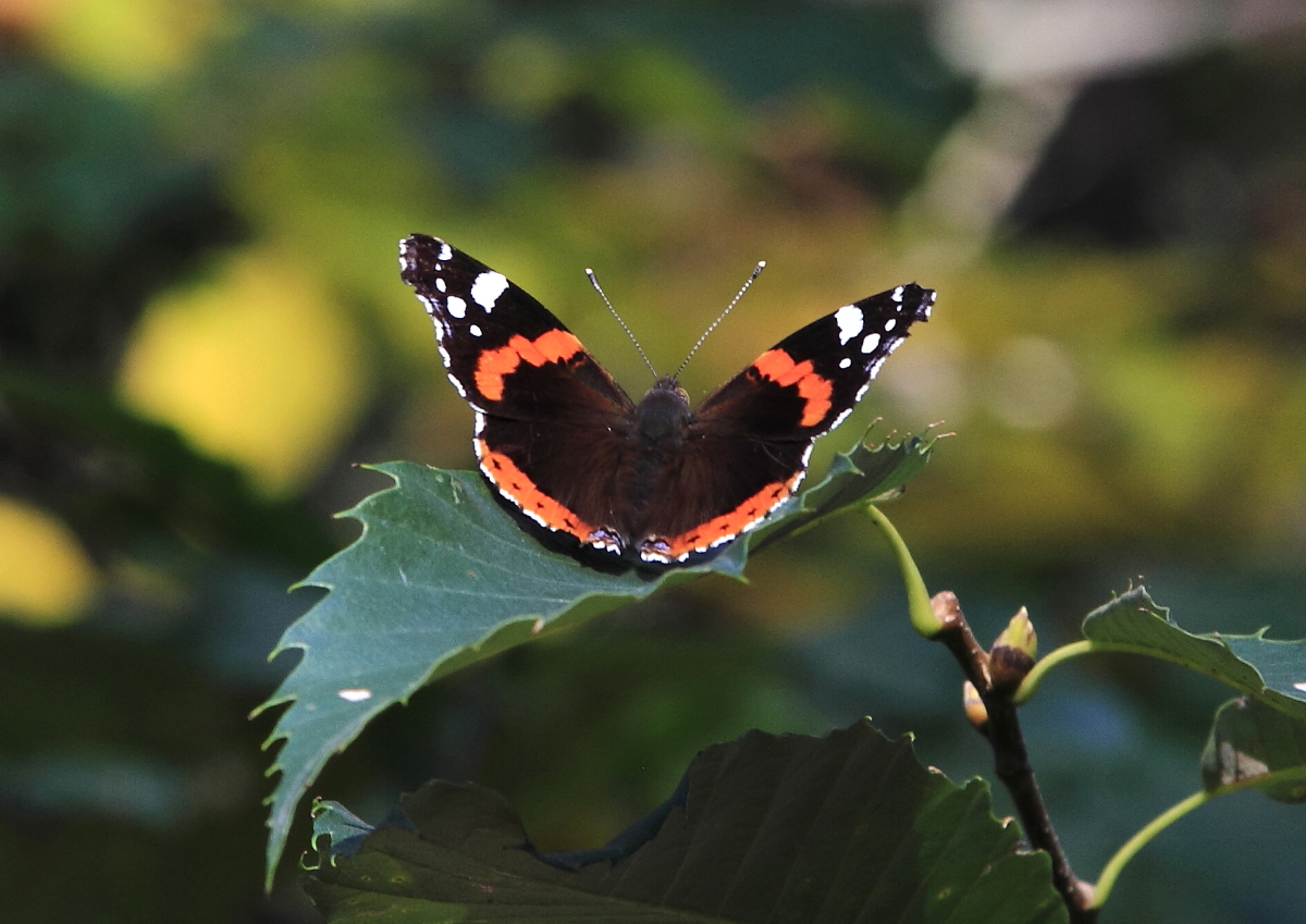 Admiral (Vanessa atalanta) 