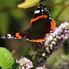 Admiral (Vanessa atalanta)