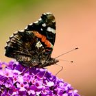 Admiral (Vanessa atalanta)