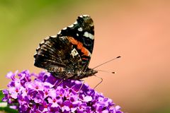 Admiral (Vanessa atalanta)