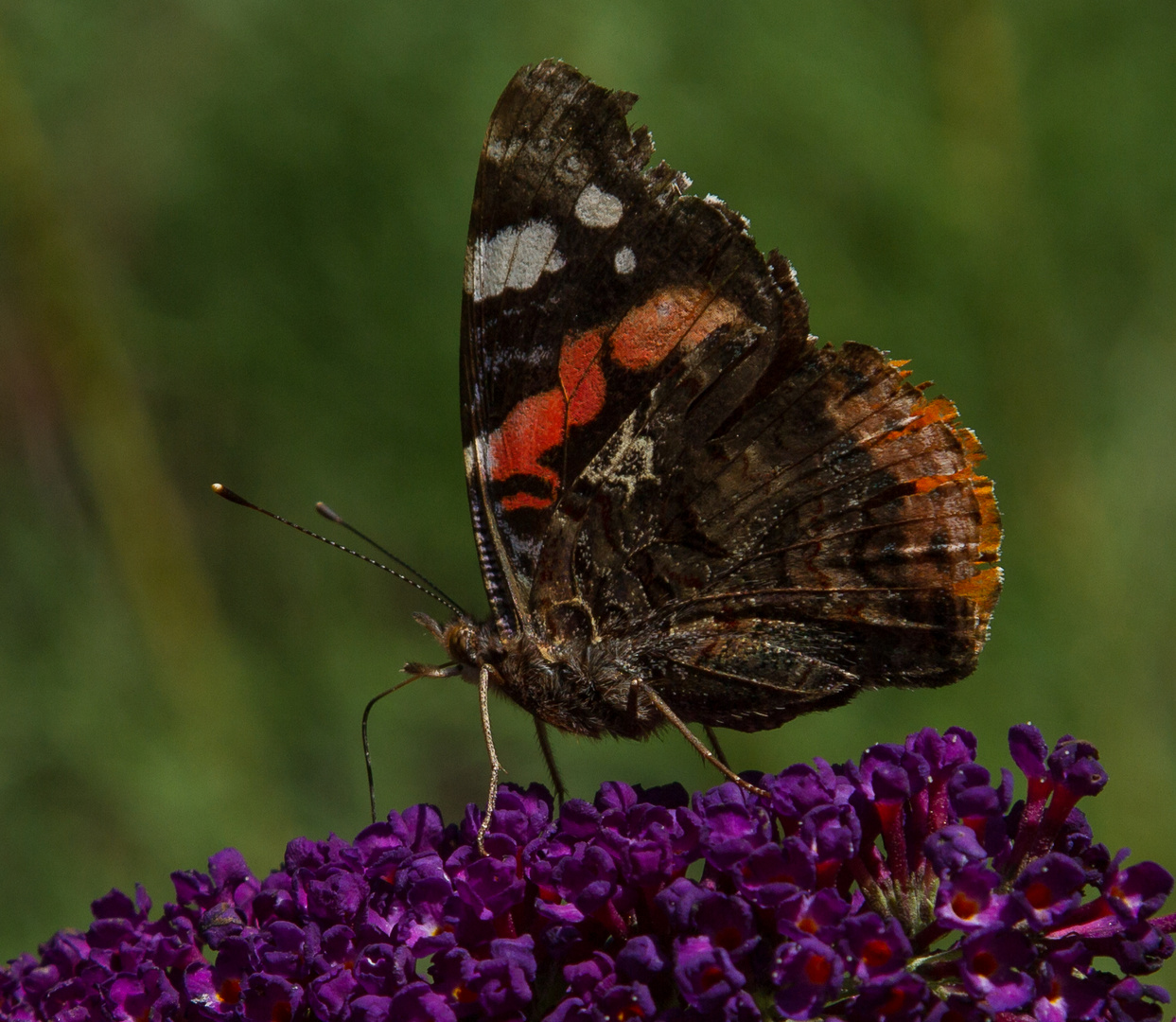 Admiral (Vanessa atalanta)