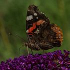 Admiral (Vanessa atalanta)