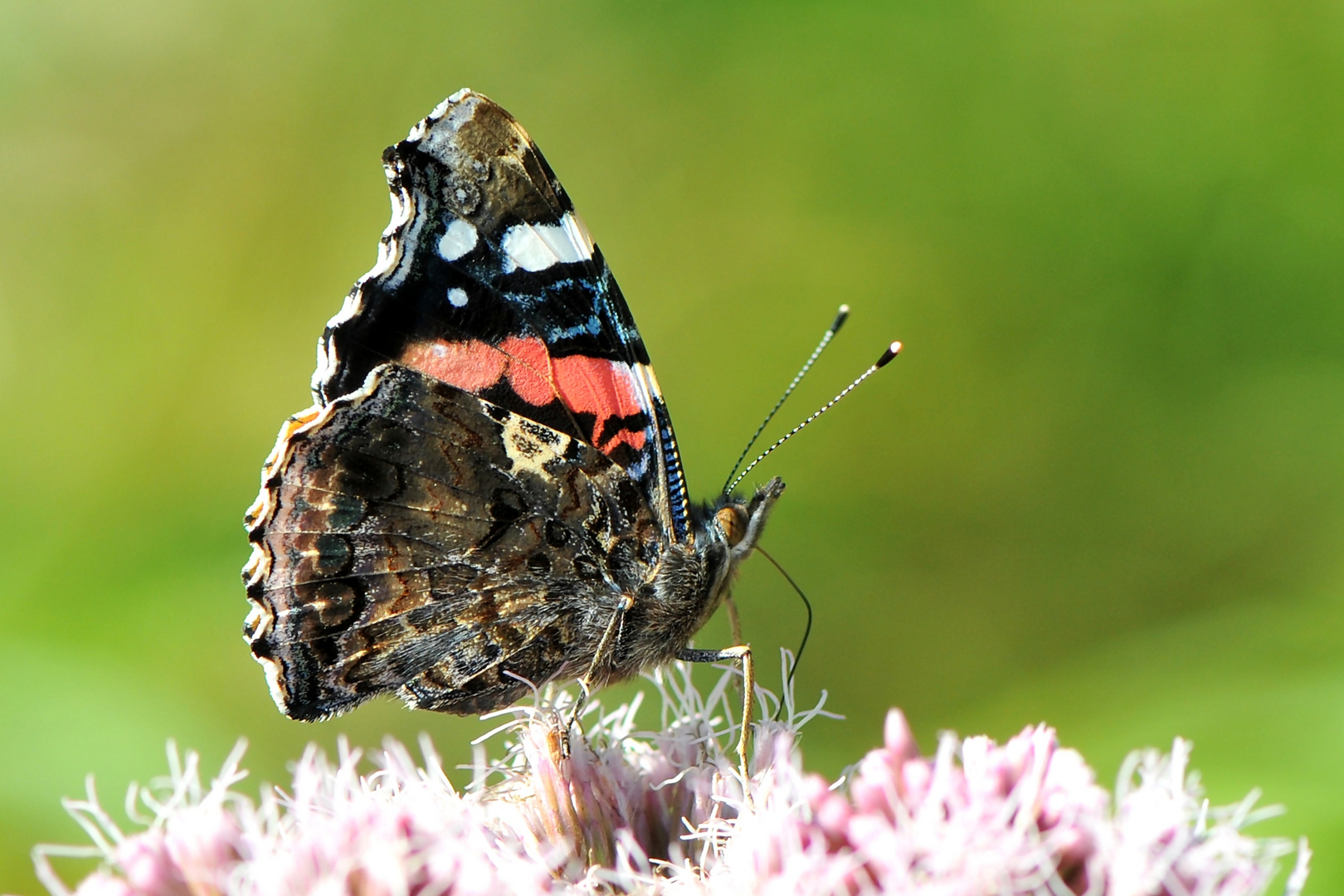 Admiral (Vanessa atalanta)