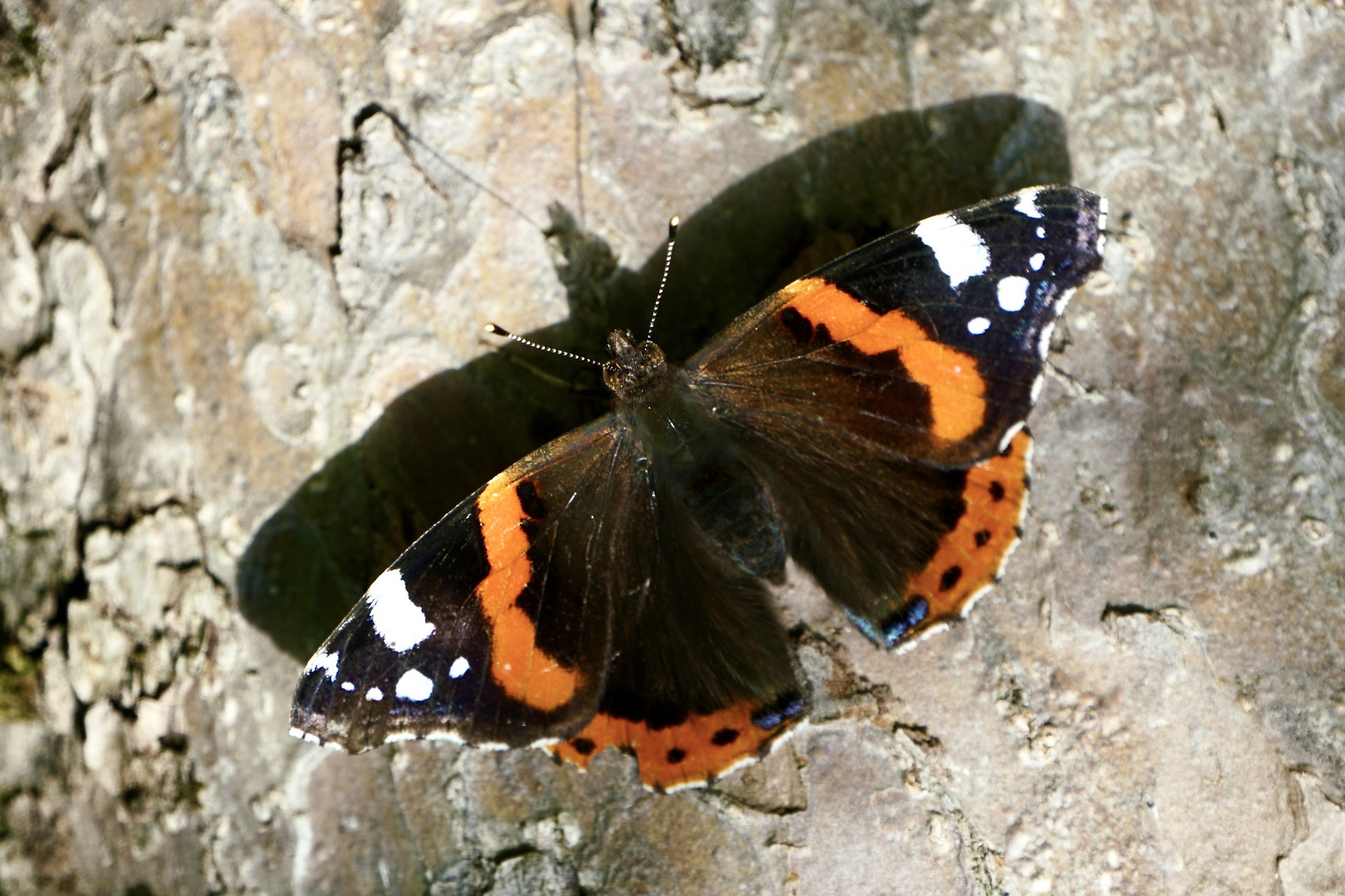 Admiral (Vanessa atalanta)