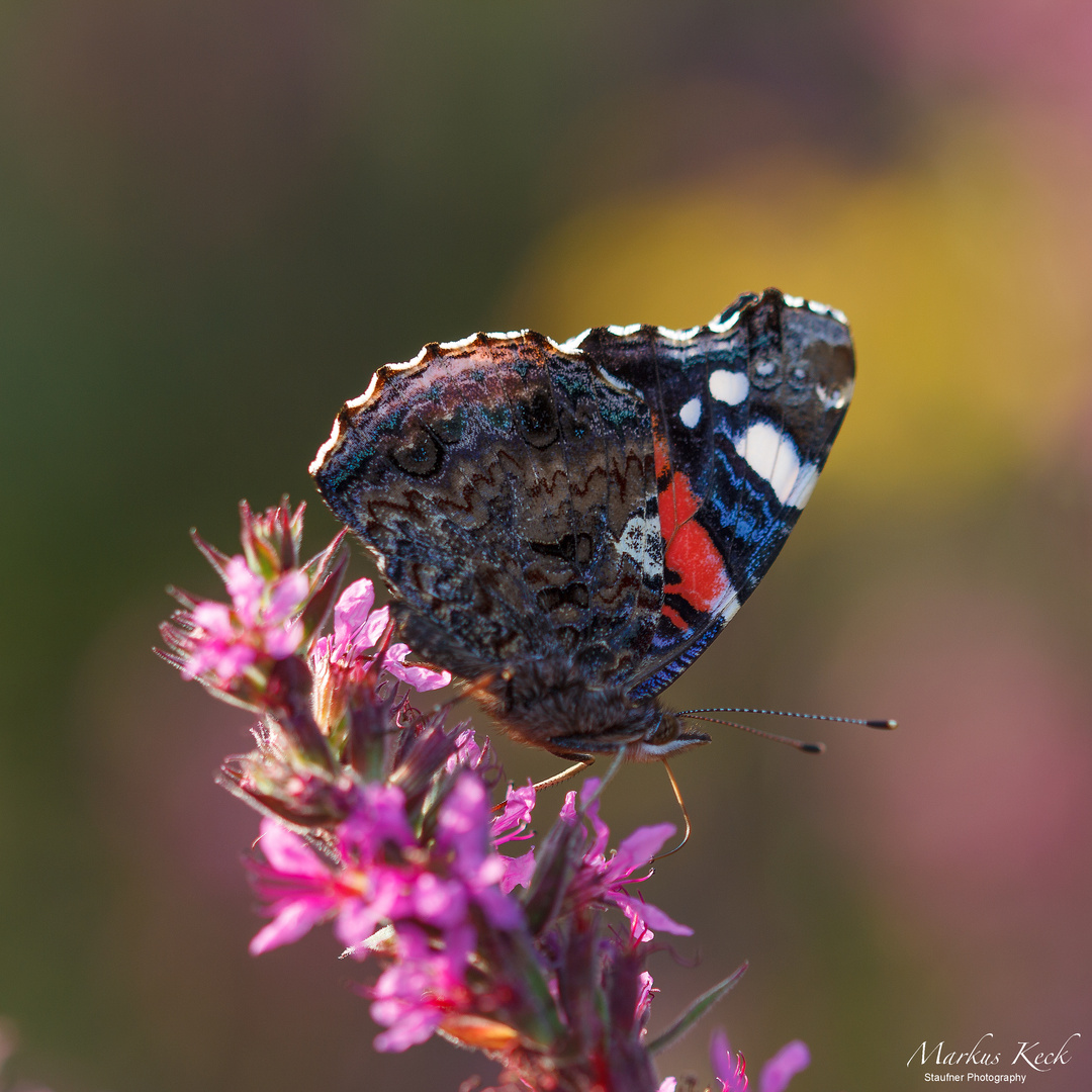 Admiral - Vanessa atalanta