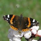 Admiral (Vanessa atalanta)