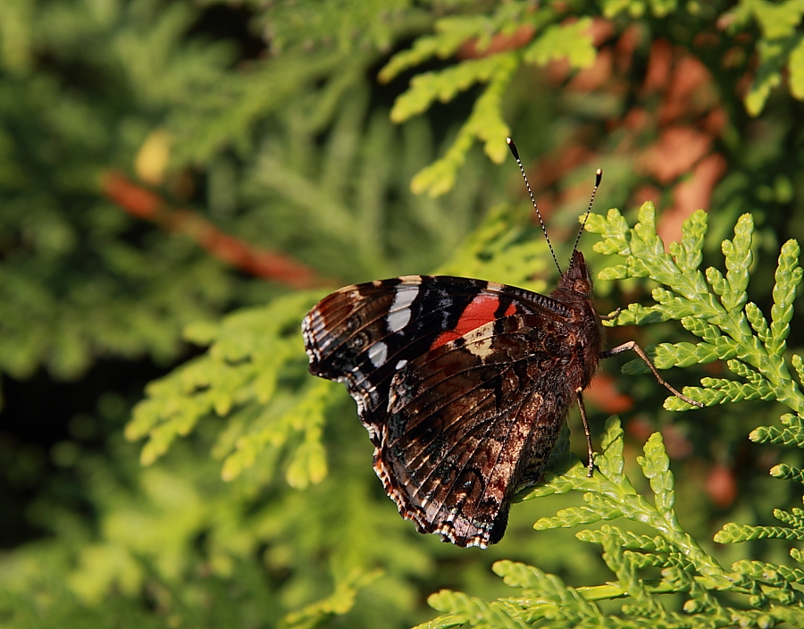 Admiral (Vanessa atalanta)