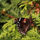 Admiral (Vanessa atalanta)