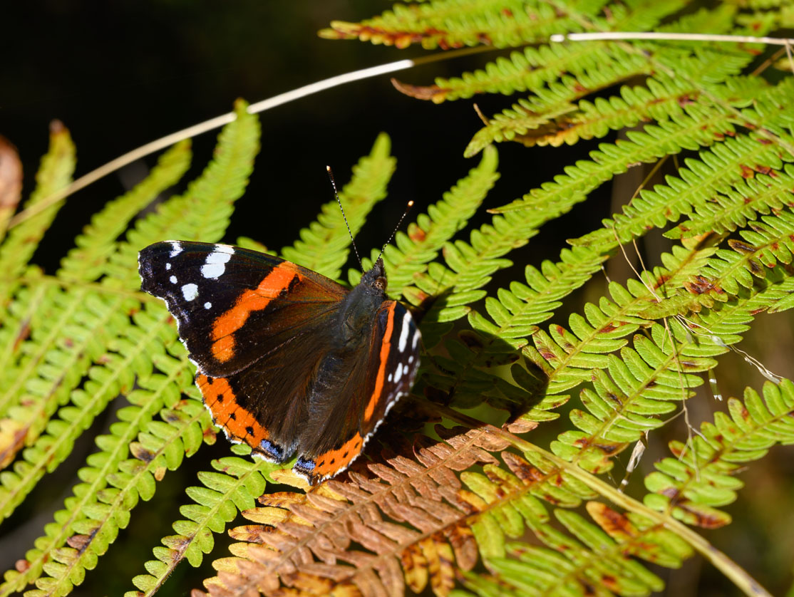 Admiral (Vanessa atalanta) ...