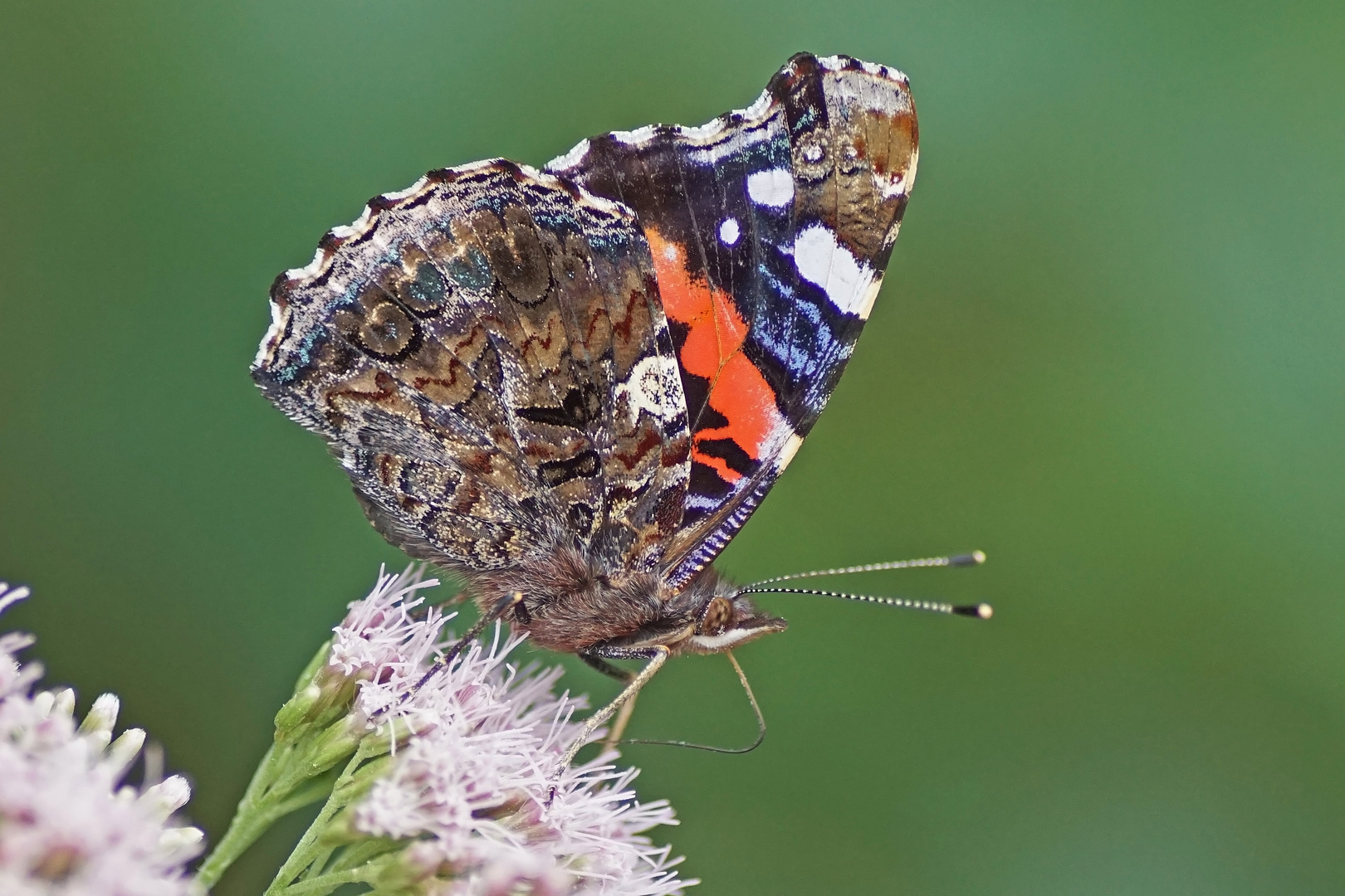 Admiral (Vanessa atalanta)