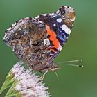 Admiral (Vanessa atalanta)