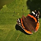 Admiral (vanessa atalanta)