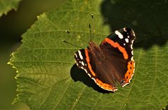 Admiral (vanessa atalanta)