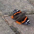 Admiral (Vanessa Atalanta)