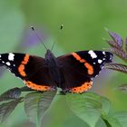 Admiral (Vanessa atalanta )