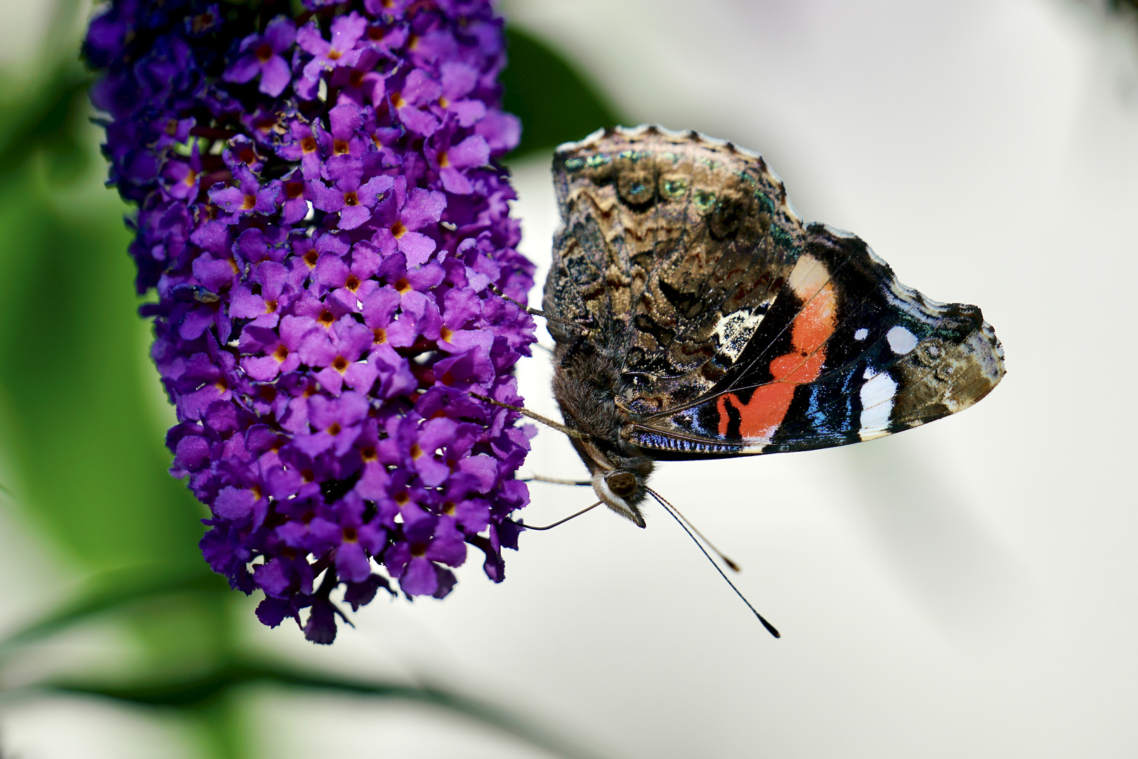 Admiral (Vanessa atalanta)