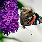 Admiral (Vanessa atalanta)