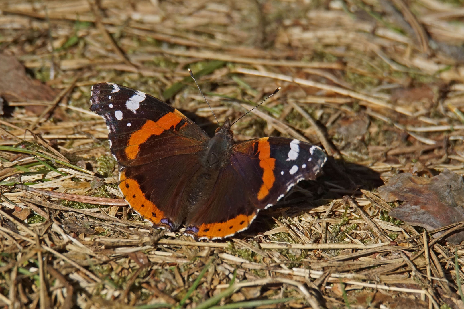 Admiral (Vanessa atalanta)