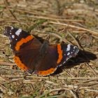 Admiral (Vanessa atalanta)