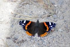 Admiral ( Vanessa atalanta )&#65279;