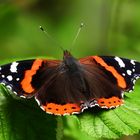 Admiral (Vanessa atalanta)