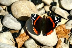 Admiral (Vanessa atalanta)