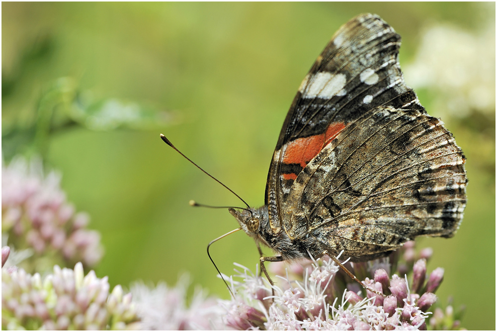 Admiral (Vanessa atalanta)