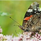 Admiral (Vanessa atalanta)