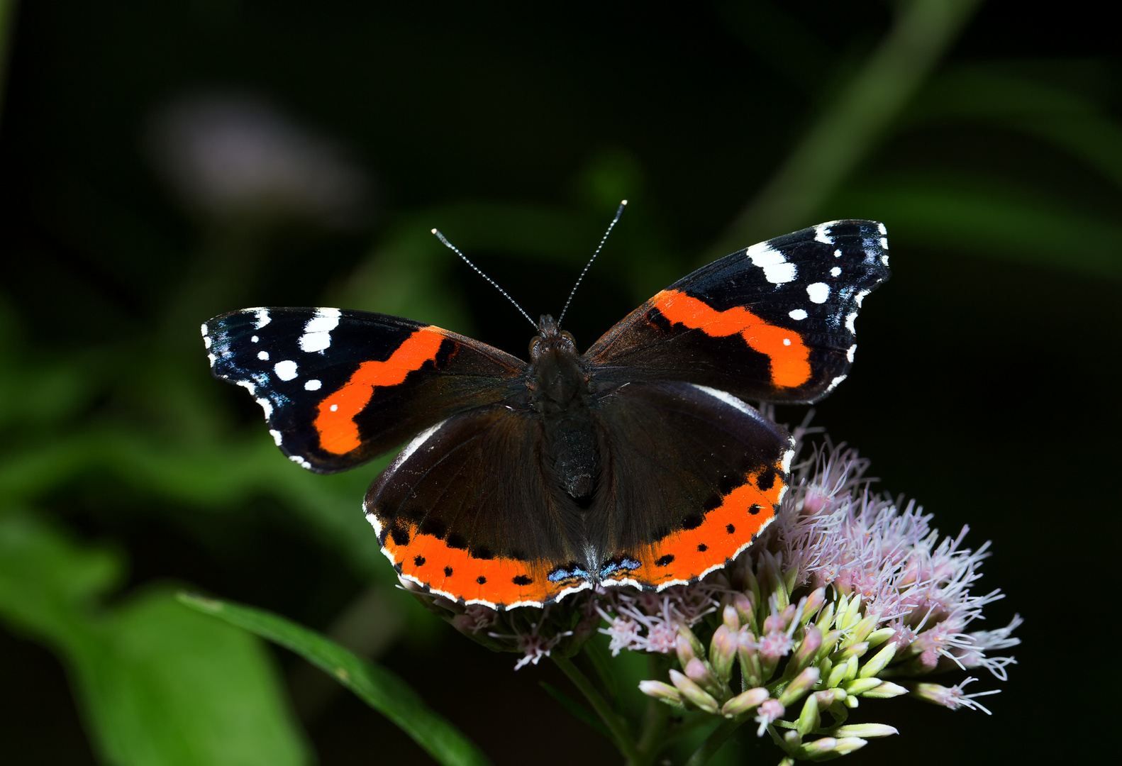 Admiral (Vanessa atalanta)