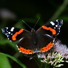 Admiral (Vanessa atalanta)