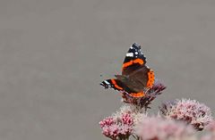 Admiral (Vanessa atalanta)