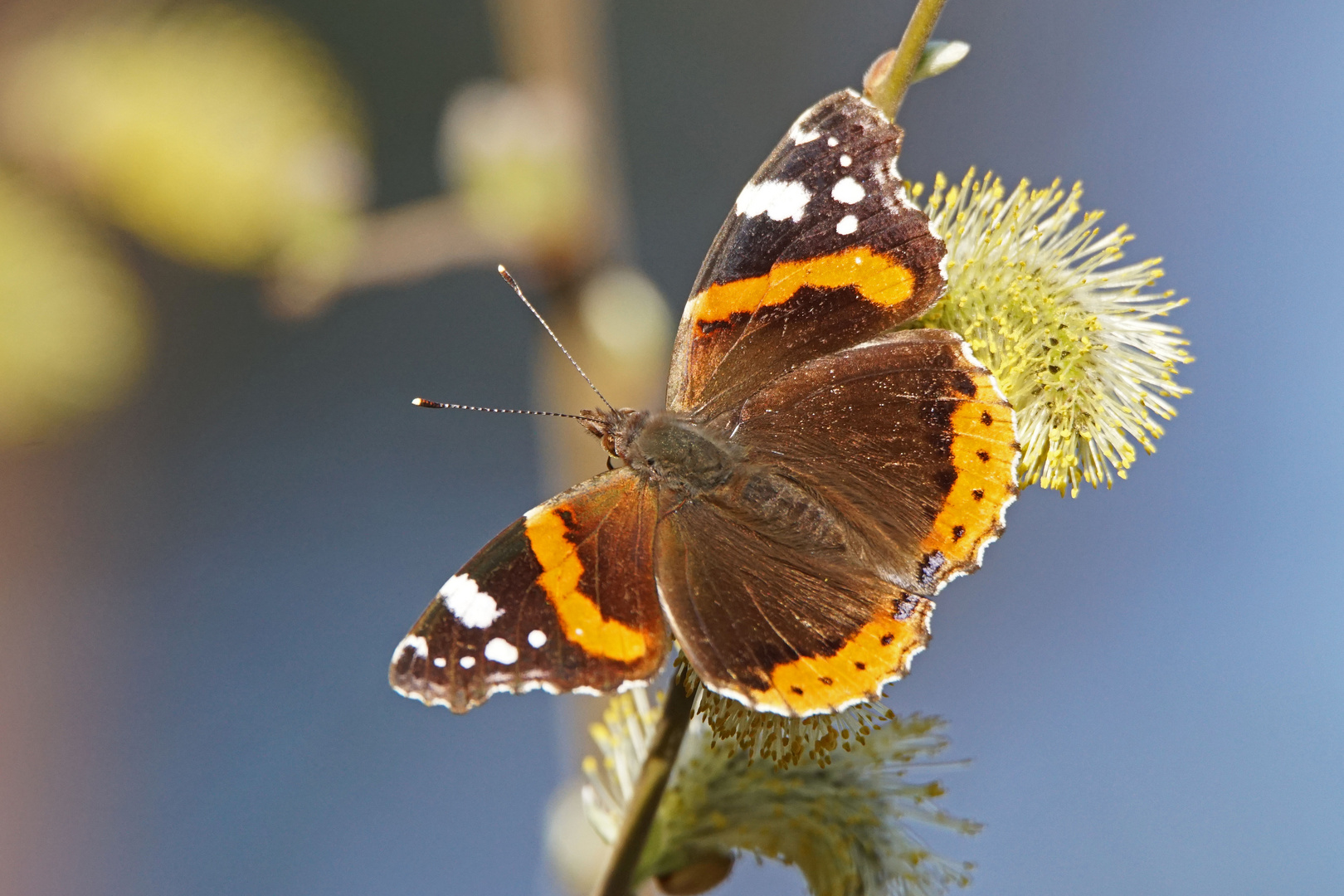 Admiral (Vanessa atalanta)