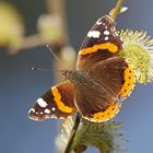 Admiral (Vanessa atalanta)