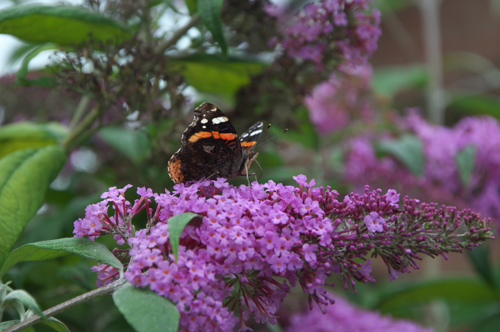 Admiral (Vanessa atalanta)