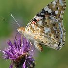 Admiral (Vanessa atalanta)