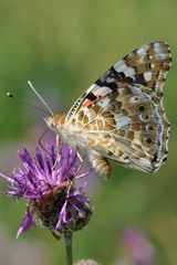 Admiral (Vanessa atalanta)