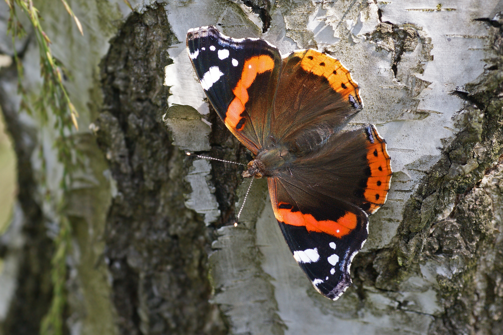 Admiral (Vanessa atalanta)