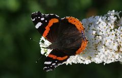 Admiral (Vanessa atalanta)