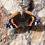  Admiral (Vanessa atalanta)