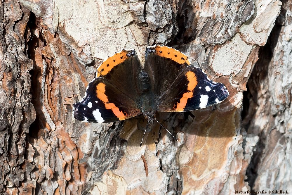  Admiral (Vanessa atalanta)