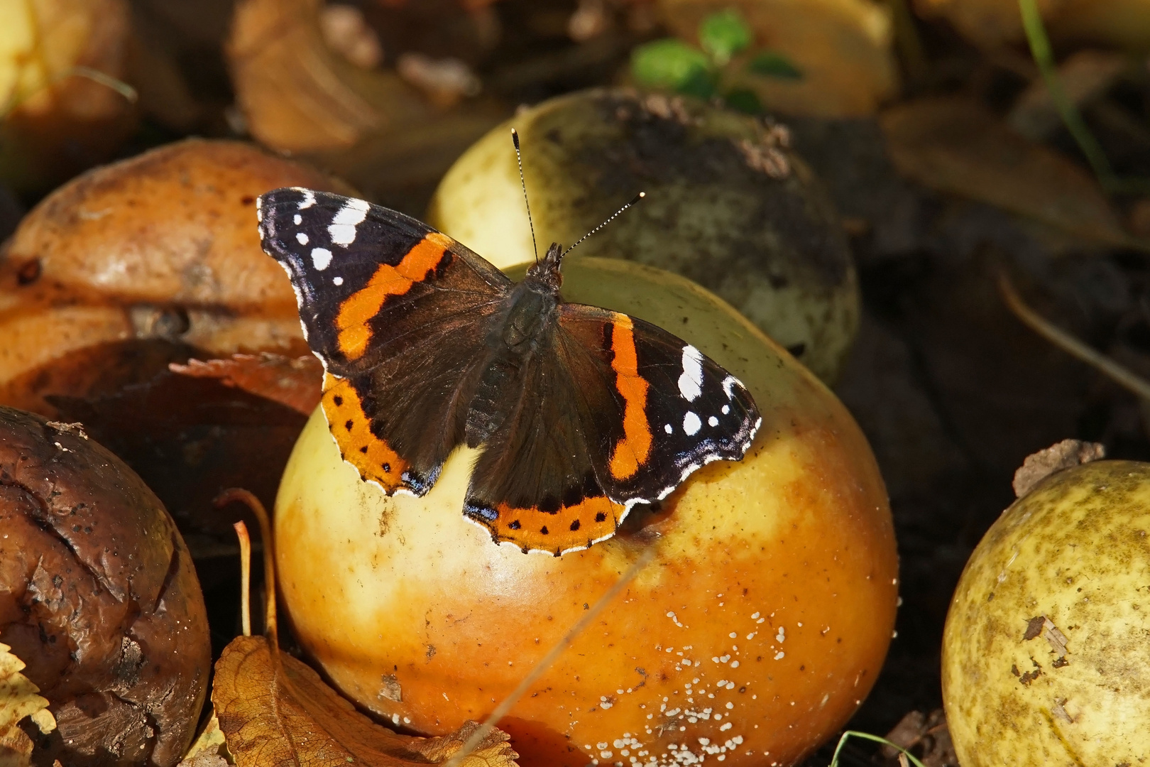 Admiral (Vanessa atalanta)