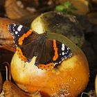 Admiral (Vanessa atalanta)