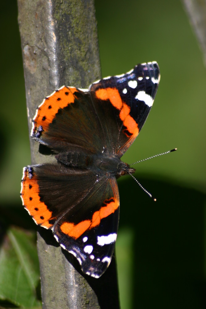 Admiral (Vanessa atalanta)