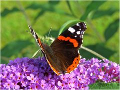 Admiral ( Vanessa atalanta )