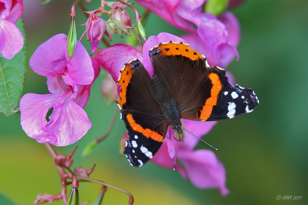 Admiral (Vanessa atalanta)