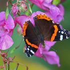 Admiral (Vanessa atalanta)