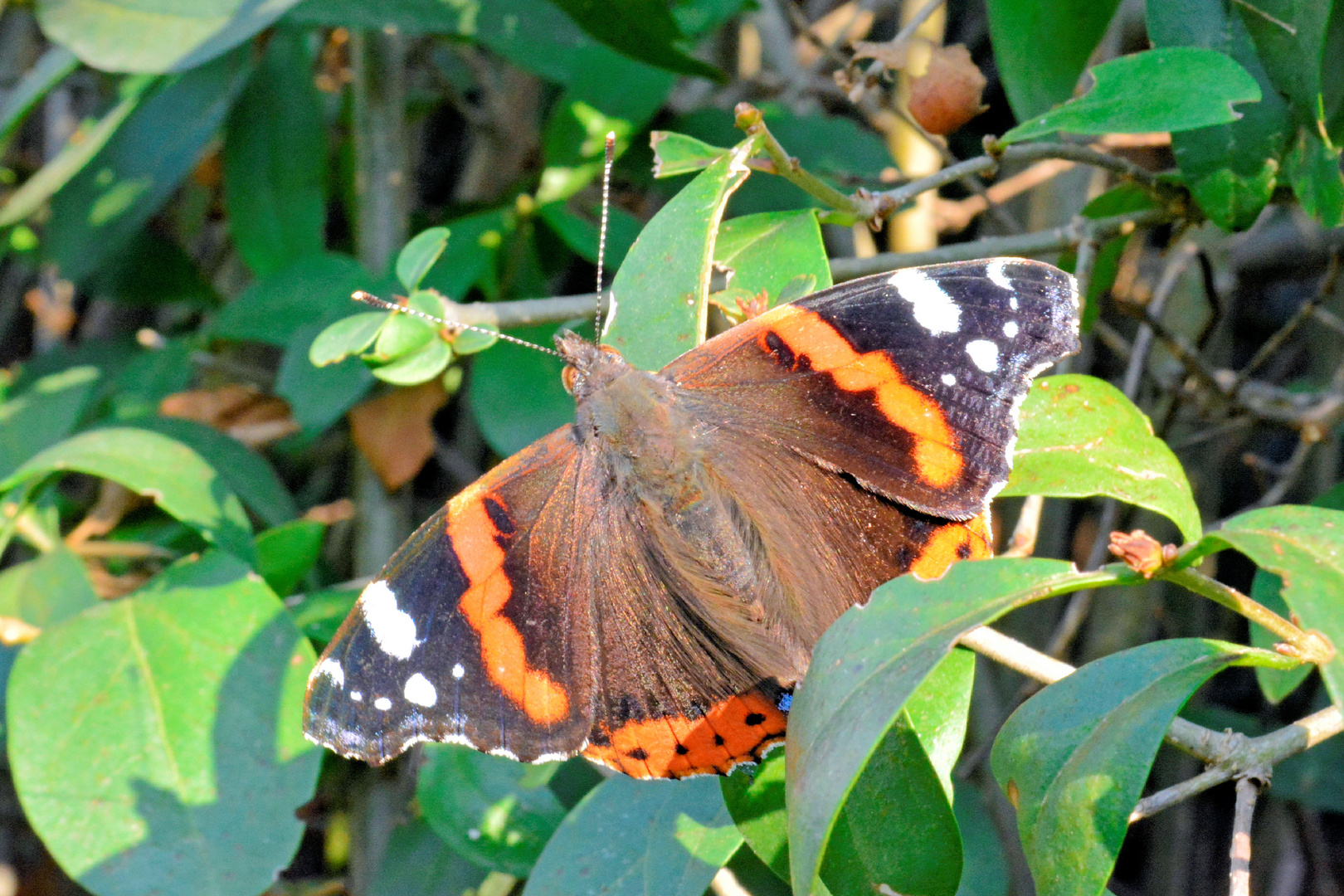 Admiral, Vanessa atalanta